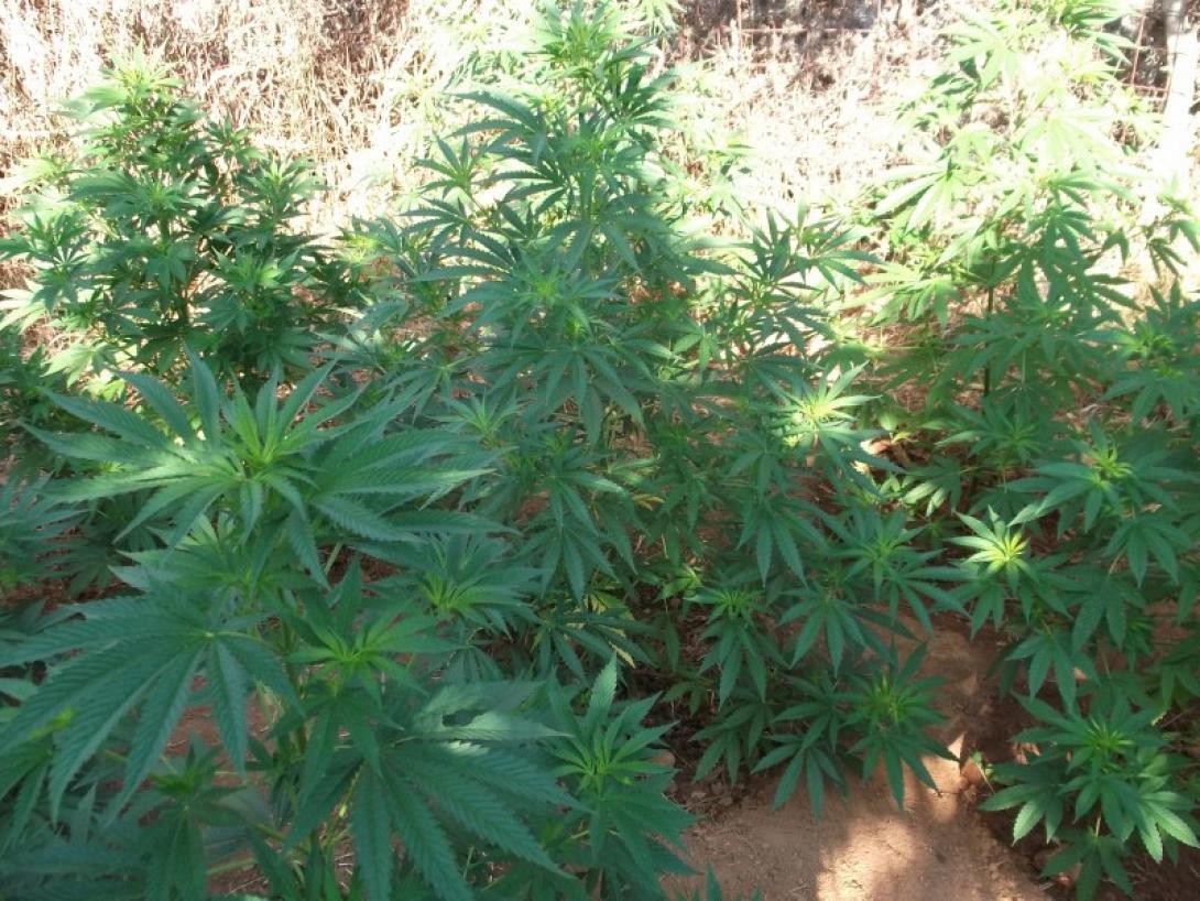 χασισοφυτεια