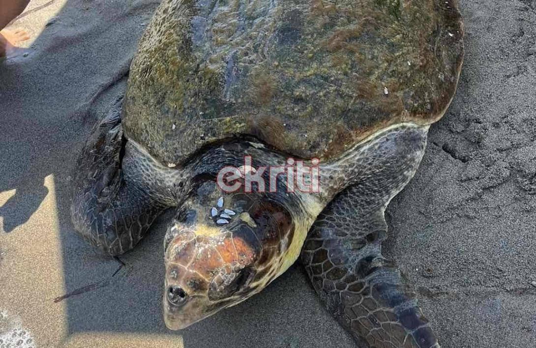 διάσωση χελώνας