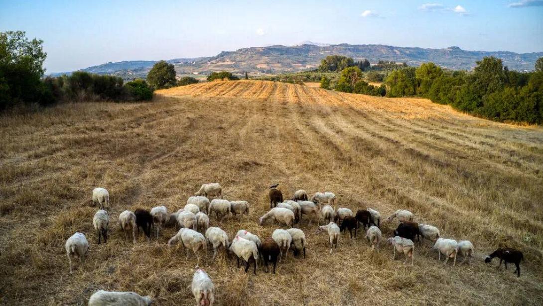 προβατάκια