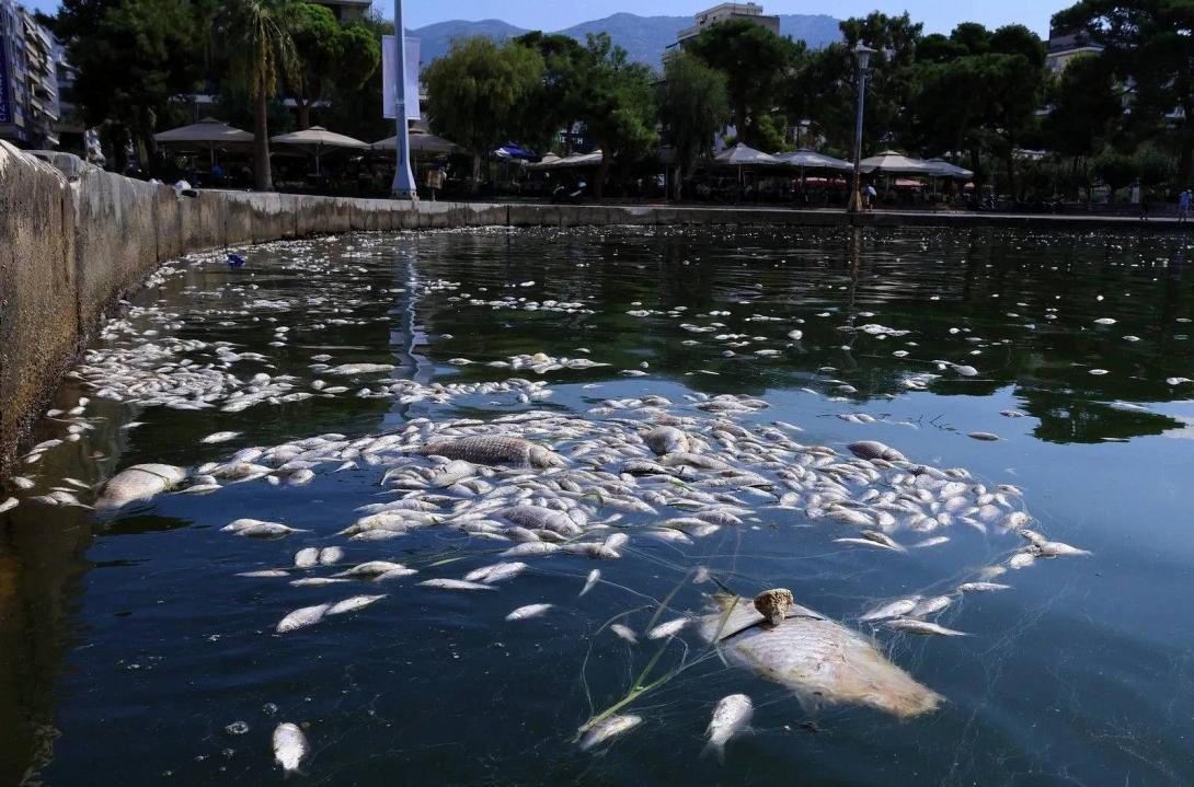νεκρά ψάρια