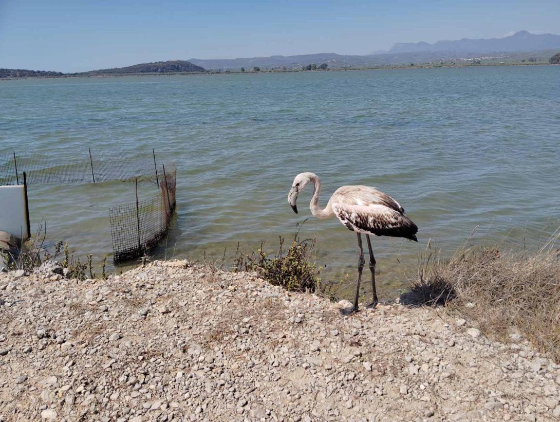 ΦΛΑΜΙΝΓΚΟ ΚΡΗΤΗ