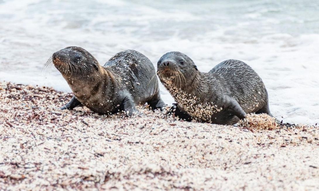 θαλασσια λιοντάρια