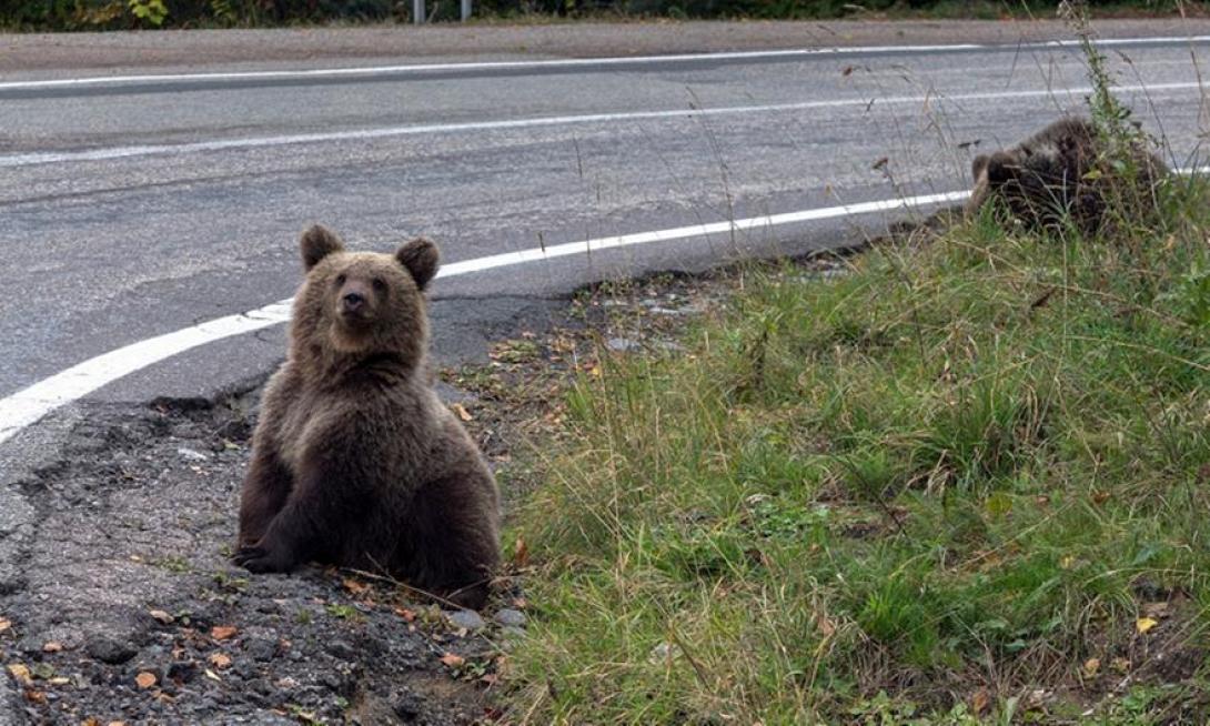 ΑΡΚΟΥΔΑΚΙΑ