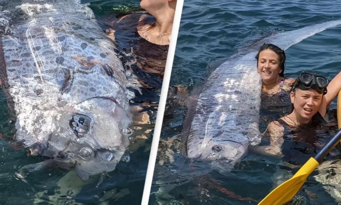 ψαρι γίγαντας