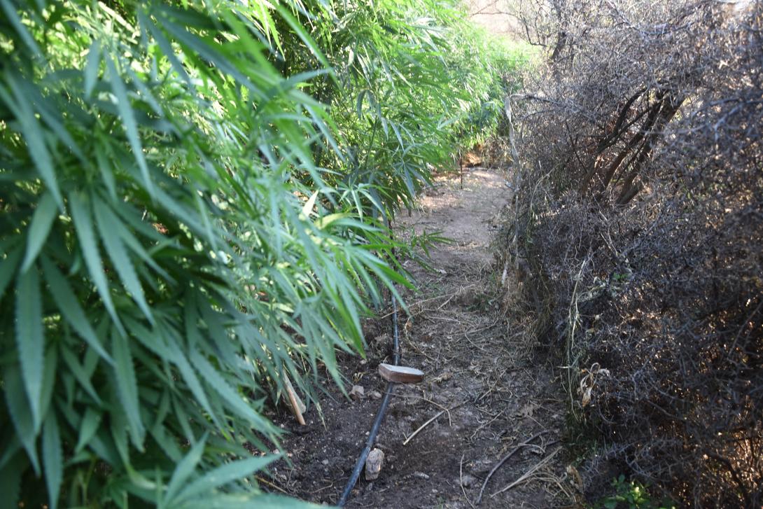 δενδρύλλια