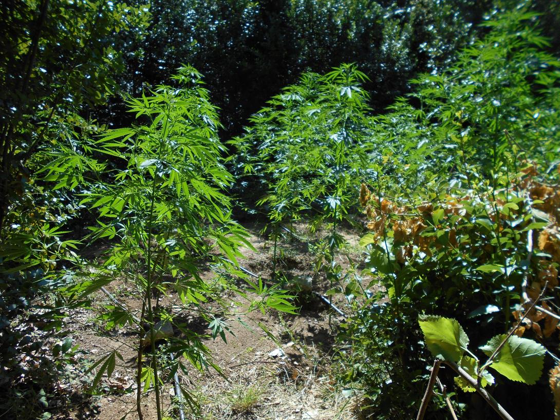 χασισοφυτεία