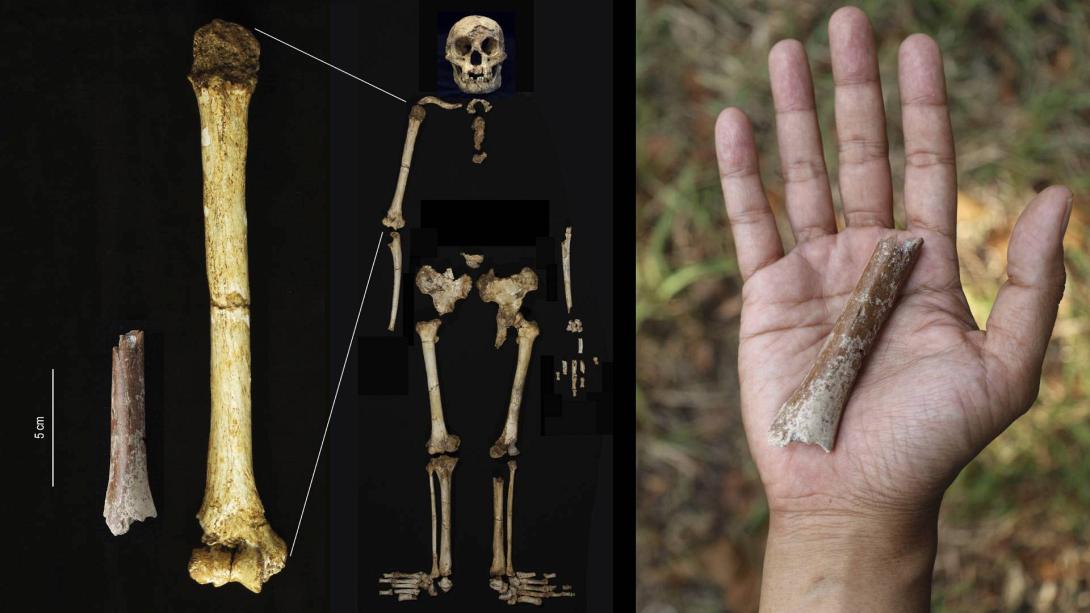 ινδονησια σκελετος