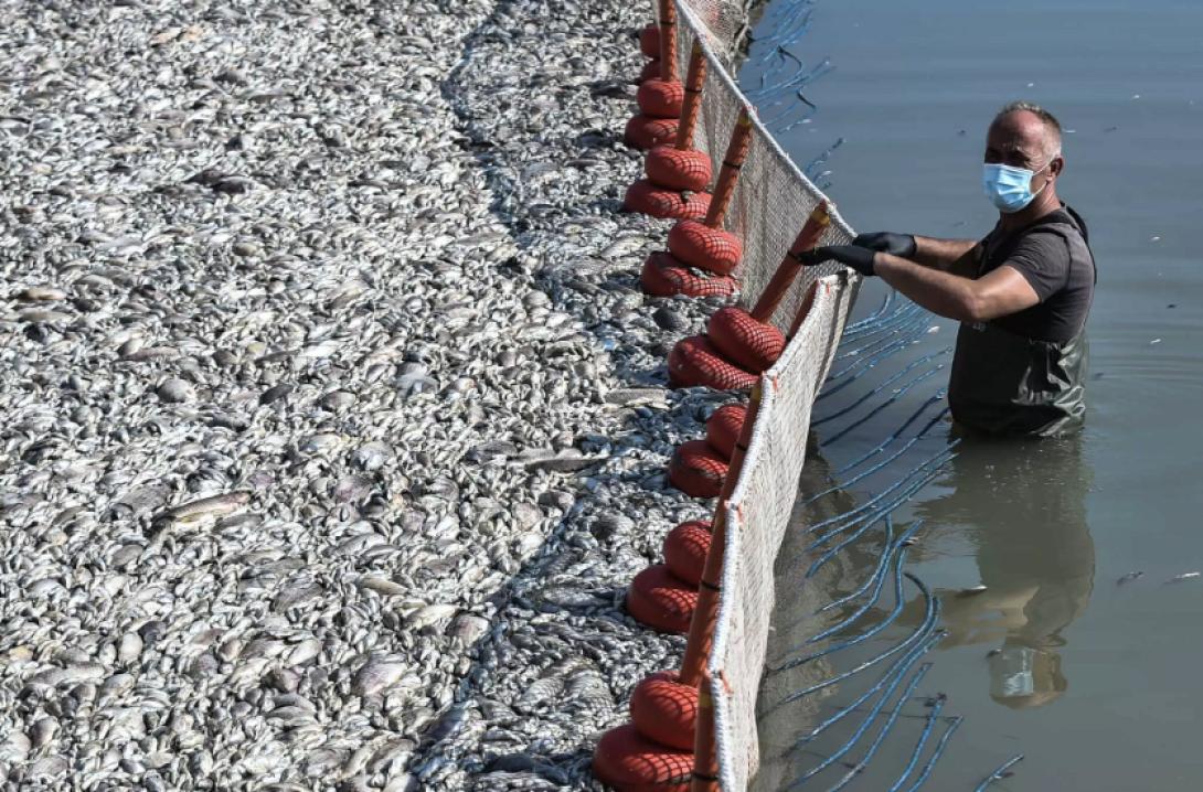 βόλος ψάρια