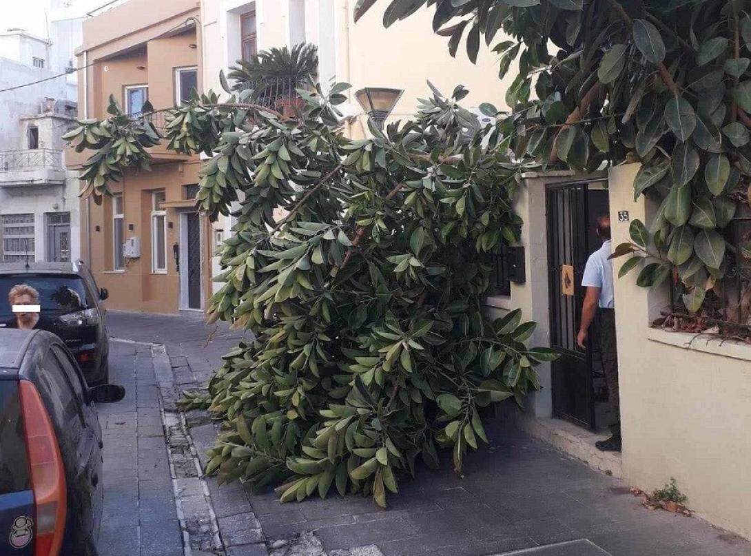 πτώση δέντρου