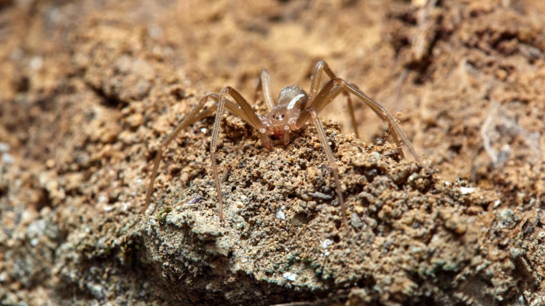 καφέ αράχνη