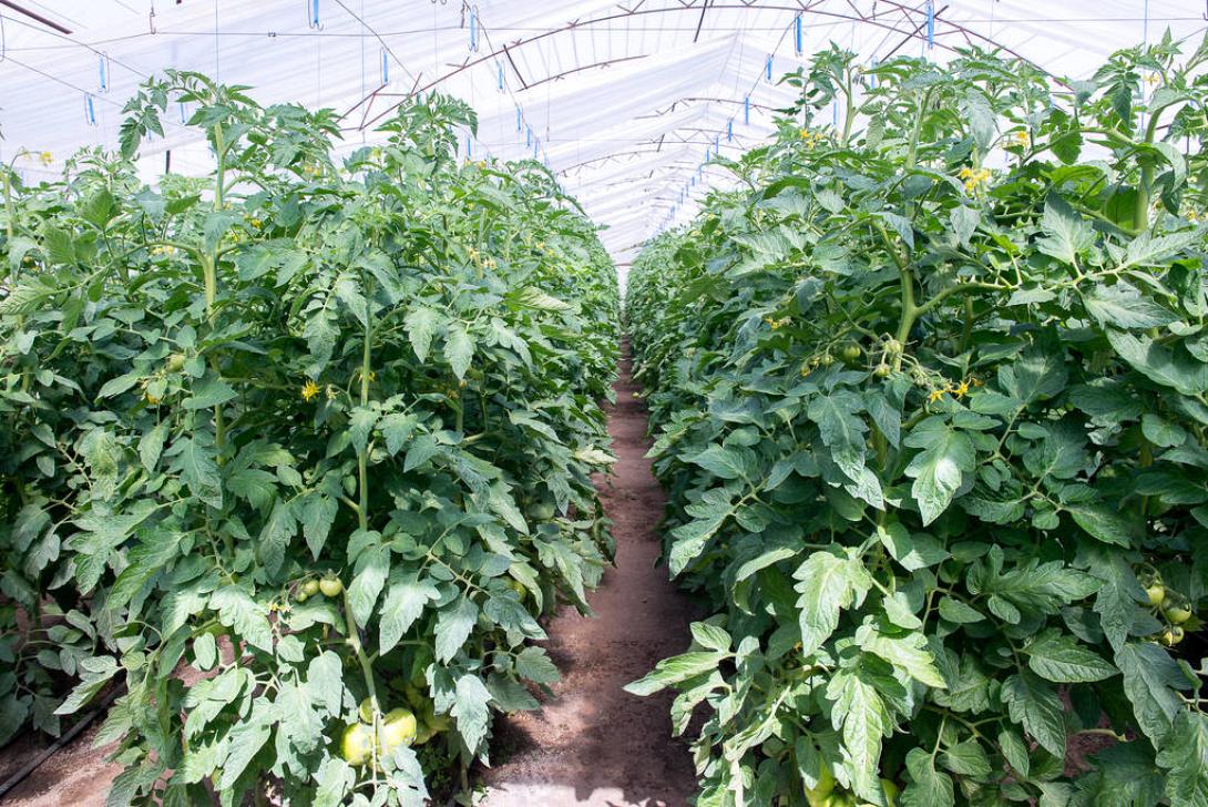 καλλιέργεια ντομάτας