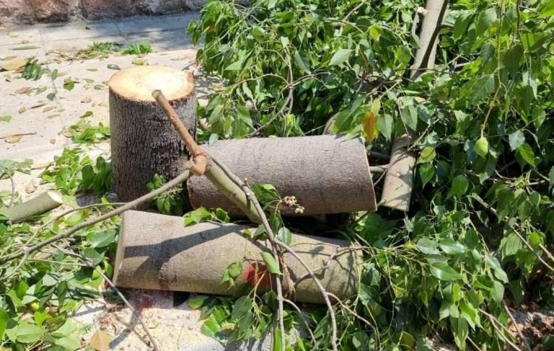 κοπες δεντρων