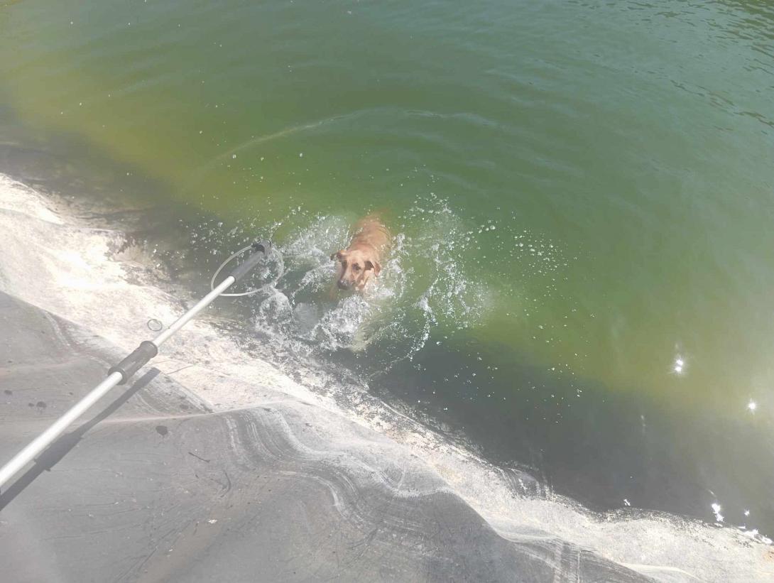 σκυλάκι διάσωση