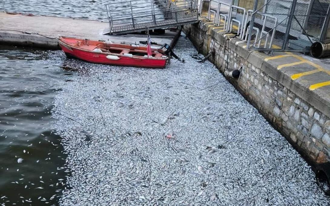 ψάρια λιμάνι βόλου