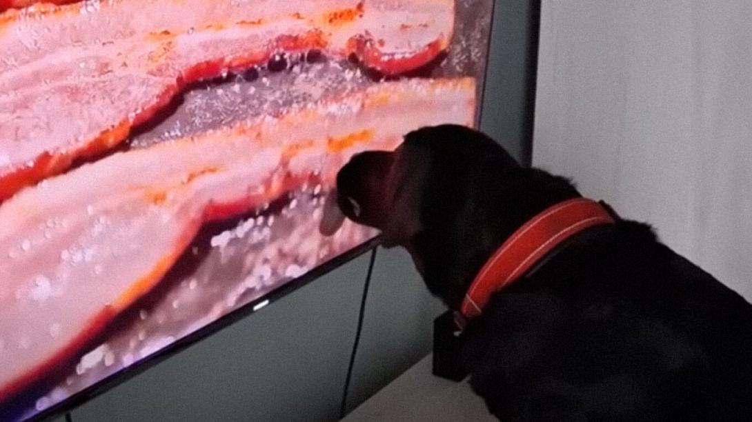 σκύλος μπέικον