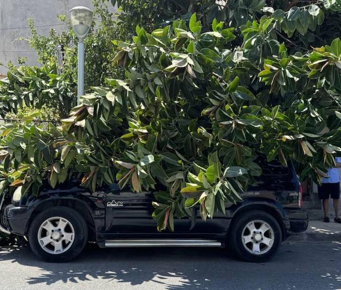 πτώση δέντρου 