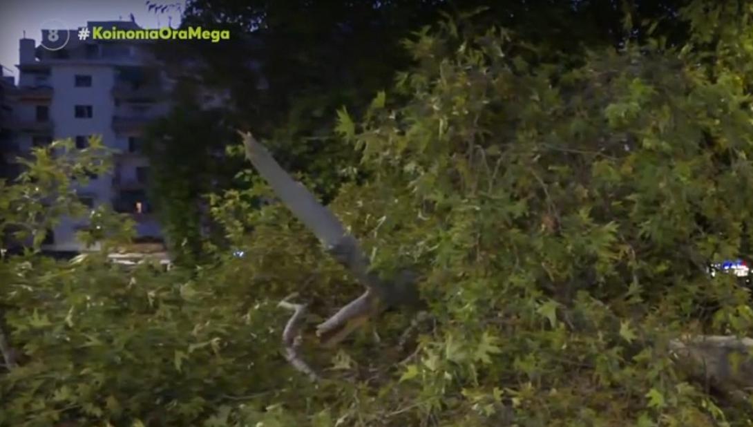 δέντρο Θεσσαλονίκη