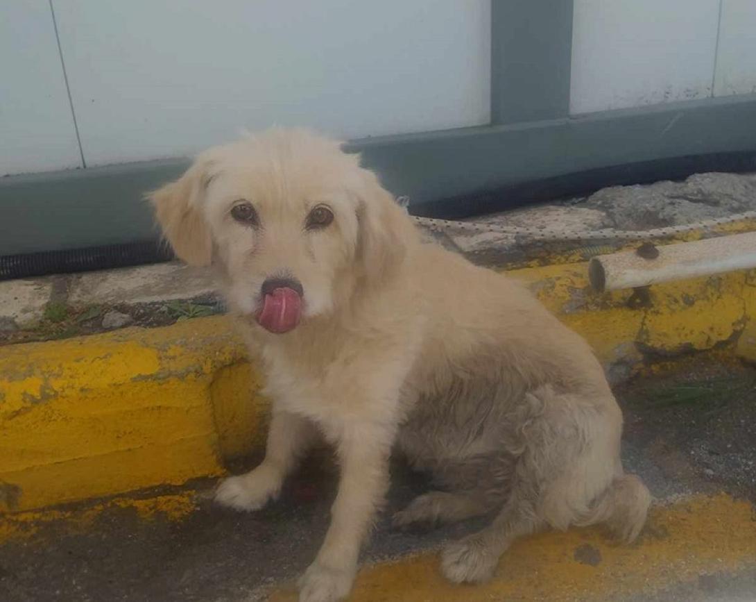 εγκατάλειψη σκύλου στο λιμάνι