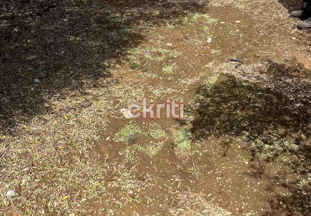 ζημιές σε ελιές 