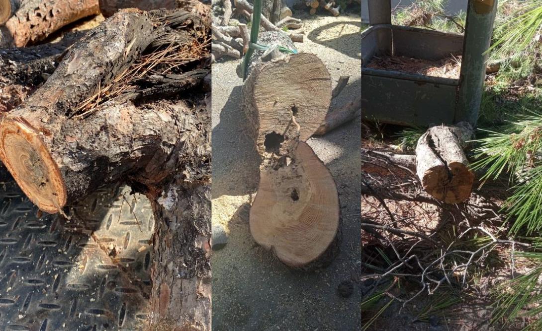 δεντρα Ηρακλειο