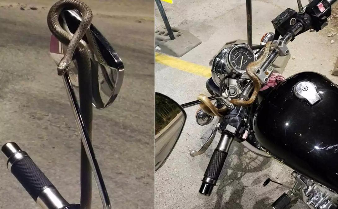 μηχανή φίδι