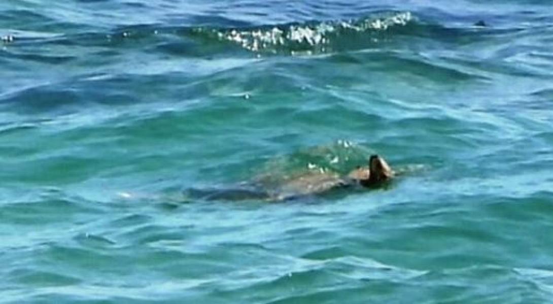 ΠΡΑΣΙΝΗ ΧΕΛΩΝΑ