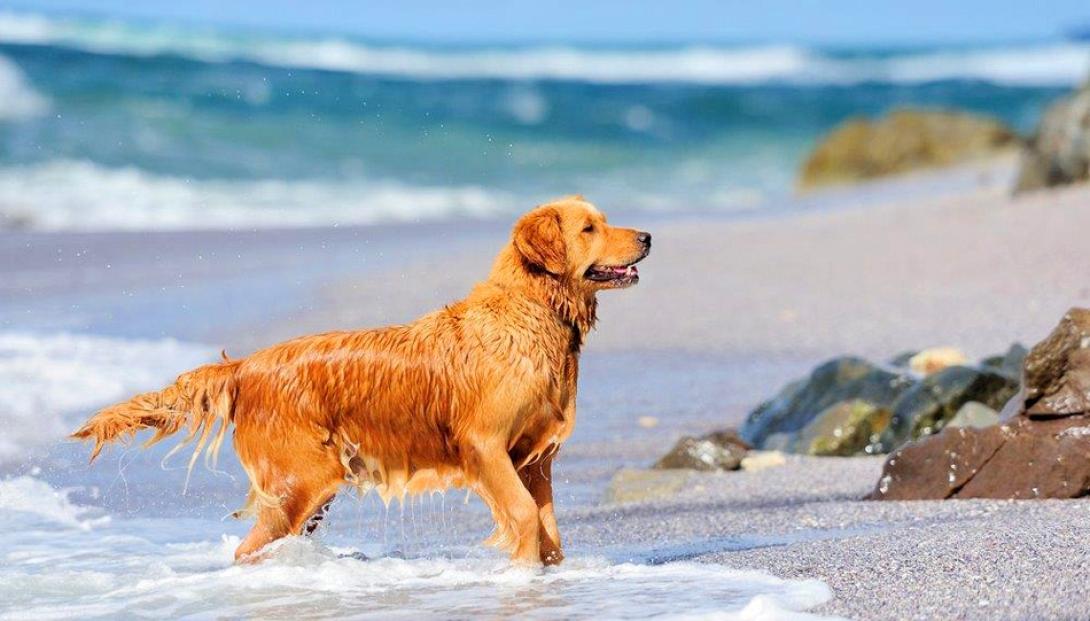 σκύλος παραλία