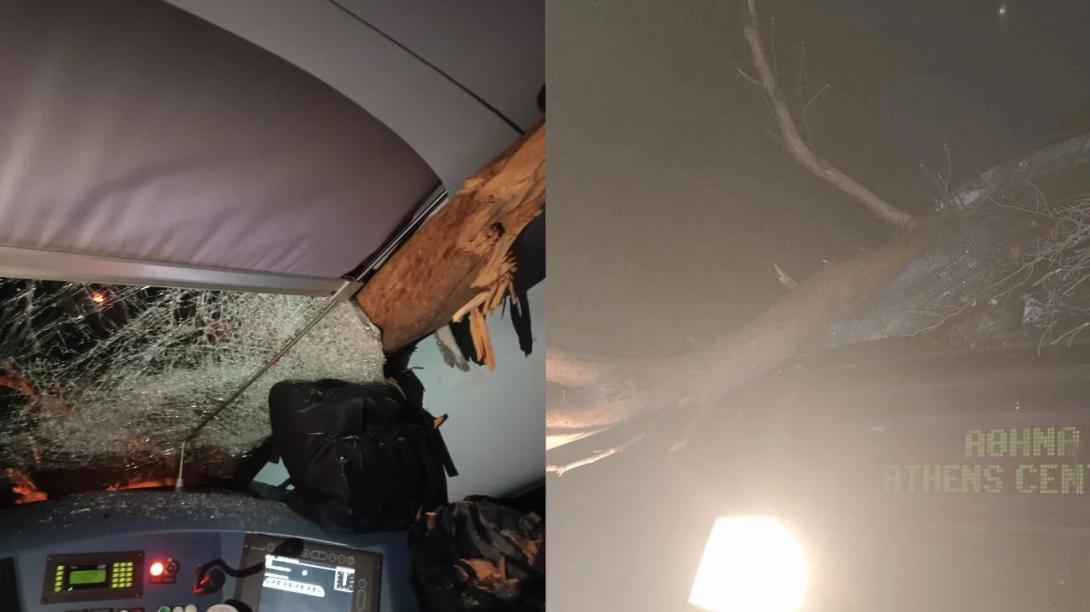 τρένο δέντρα