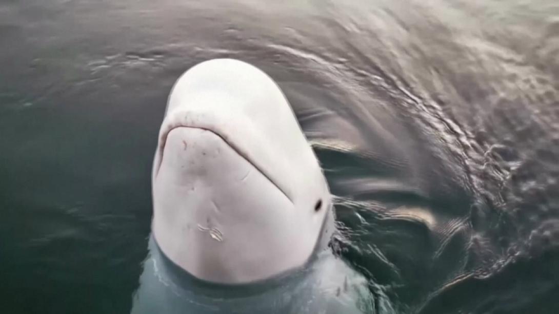 ΦΑΛΑΙΝΑ ΚΑΤΑΣΚΟΠΟΣ