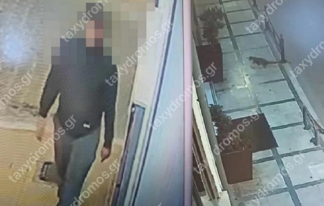 βολος αδεσποτα