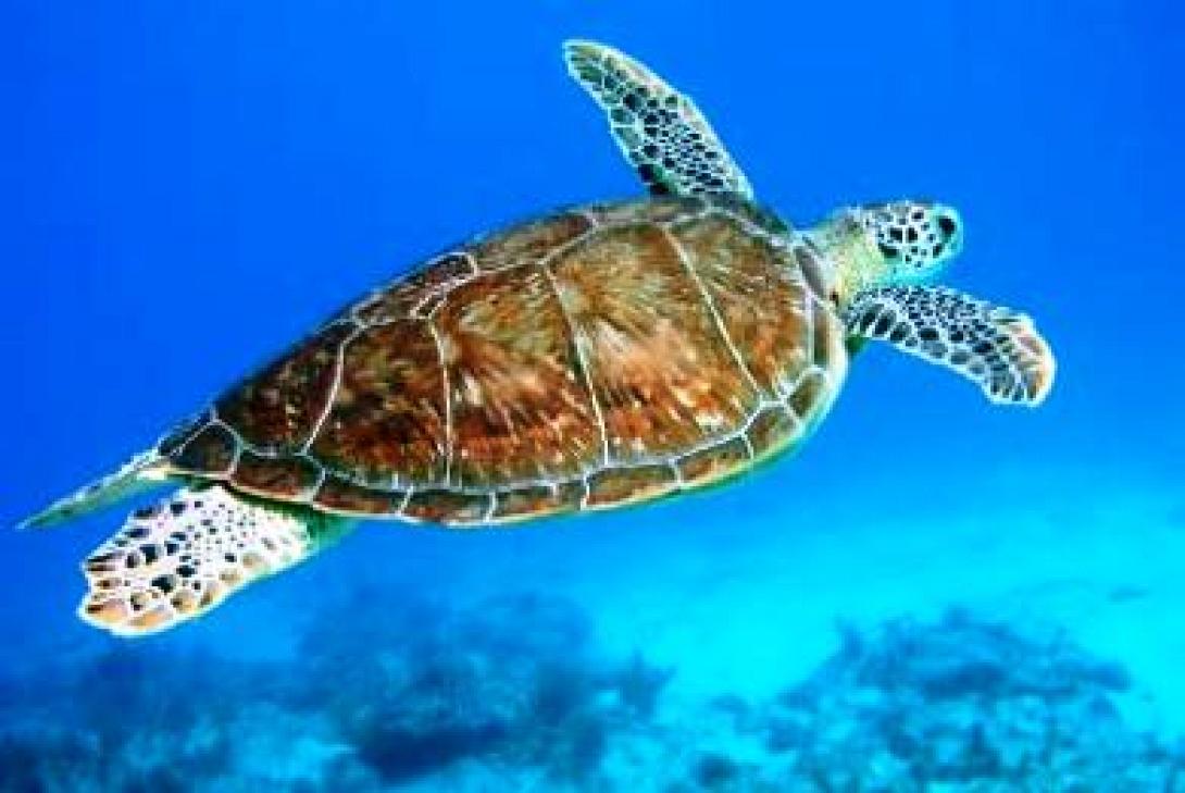 Η Carretta carretta με το όνομα "Ελευθερία" απελευθερώνεται στο Ρέθυμνο