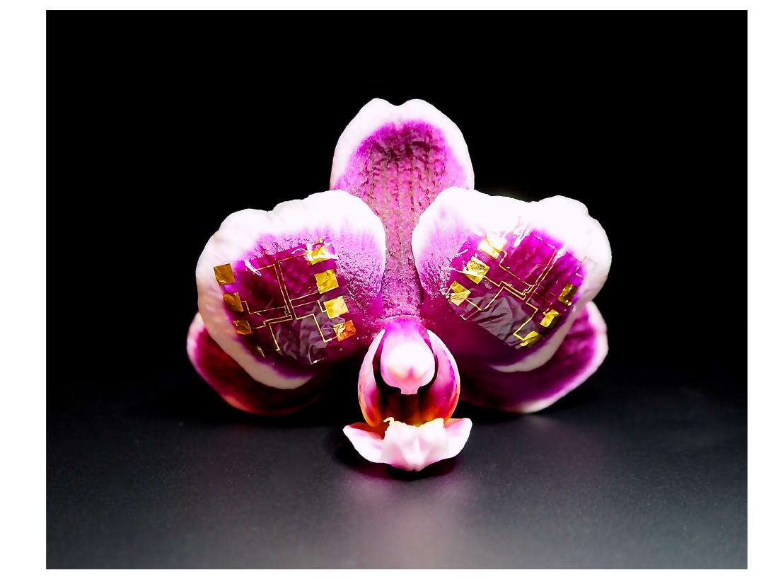 τρανζίστορ ιόντων