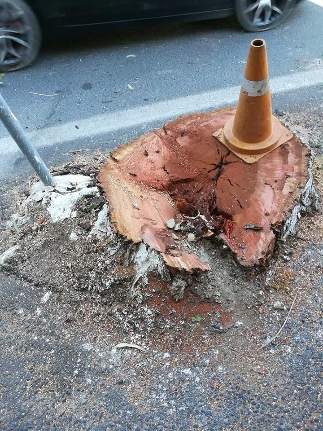 τύλισος ευκάλυπτος