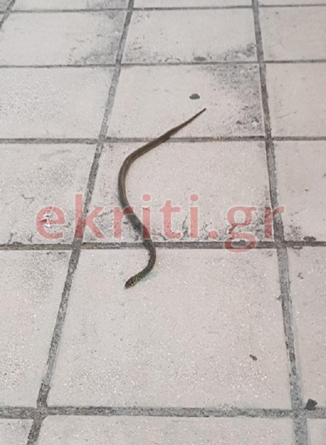 Ασυνήθιστο θέαμα μέσα στο Ηράκλειο