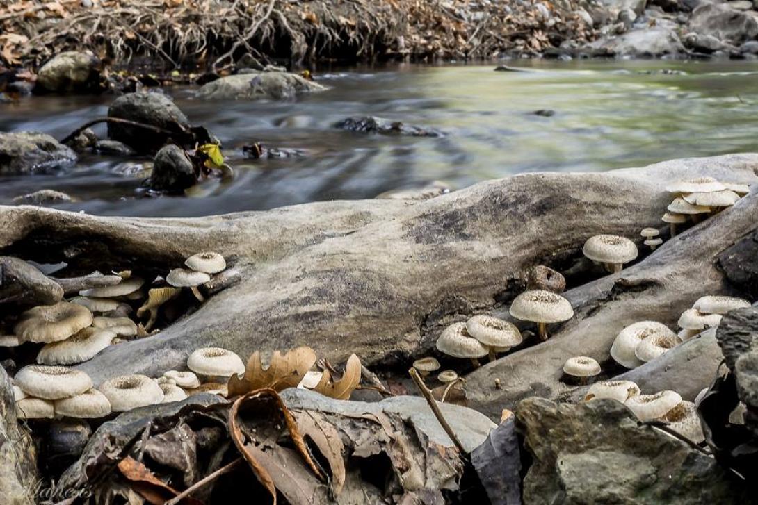 φράγμα φανερωμένης 