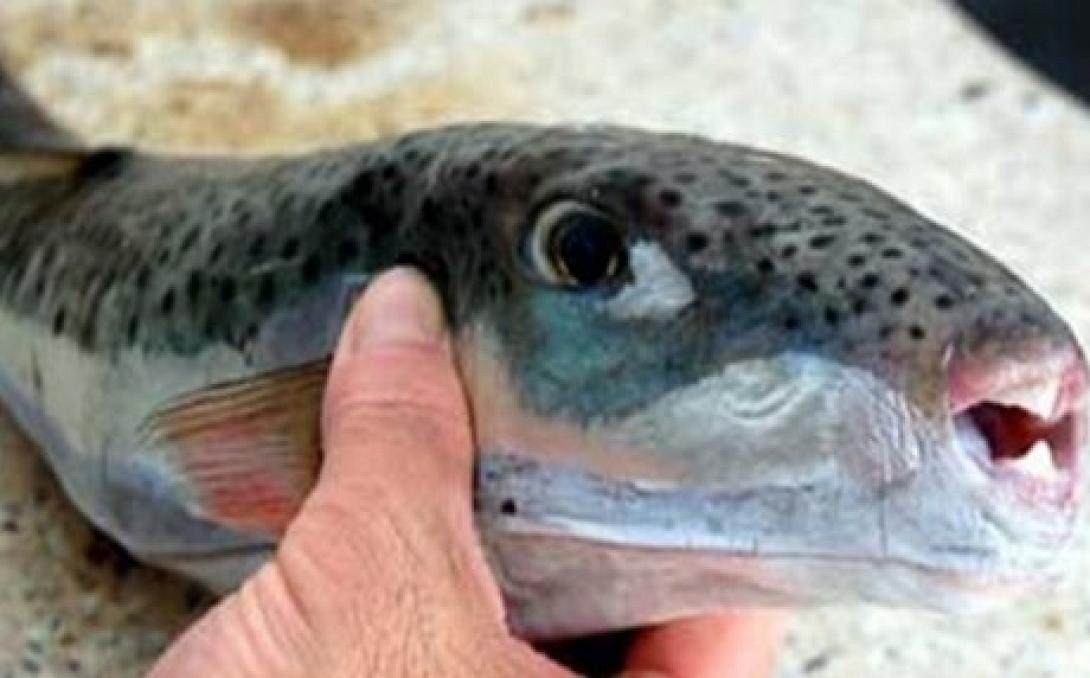 Τροπικό λαγόψαρο απειλεί το Αιγαίο