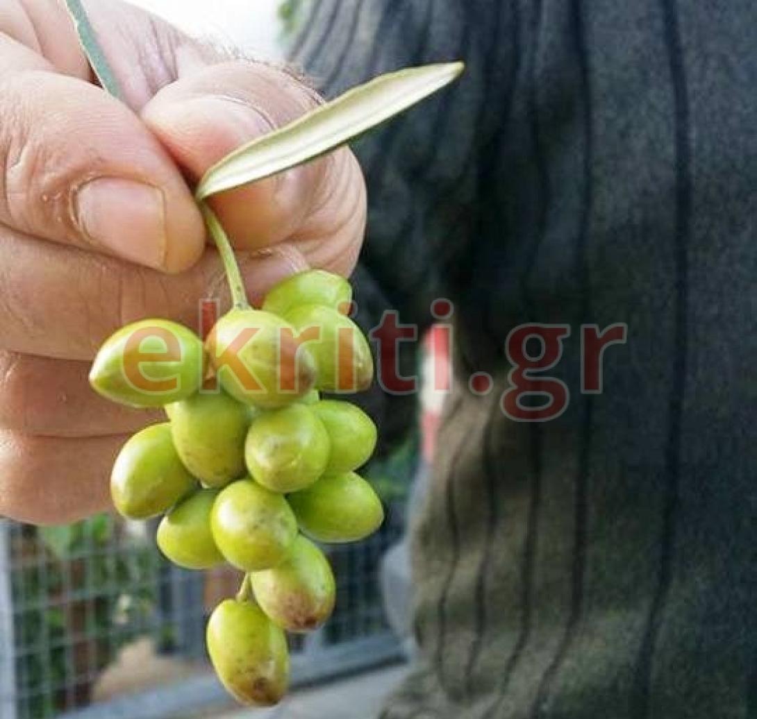 ελιές τσαμπί