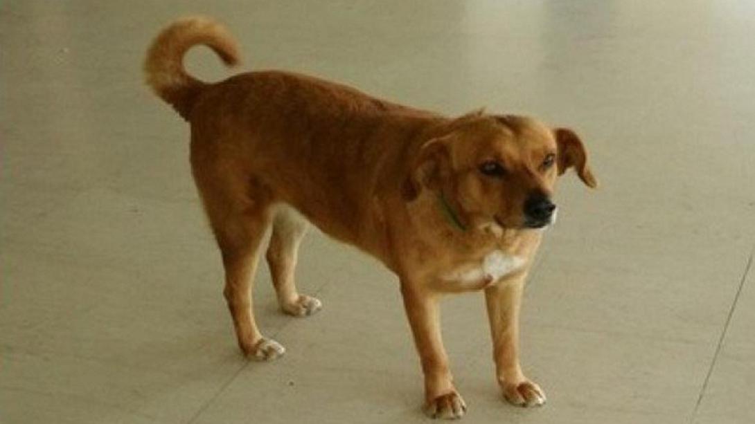 αδέσποτη σκυλίτσα