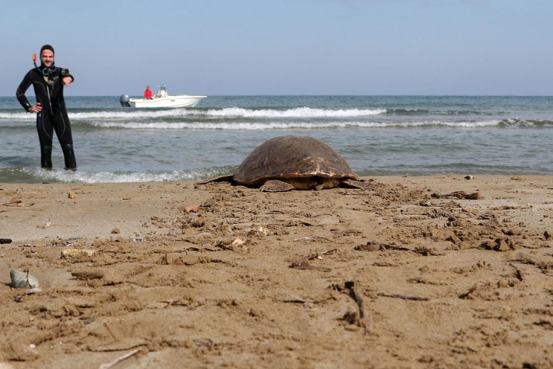 χελώνα ελκεθε