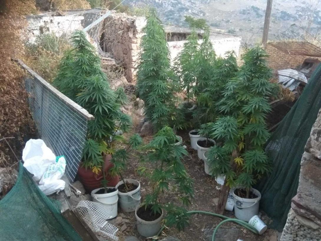 Χασισοφυτεια στη Σητεία