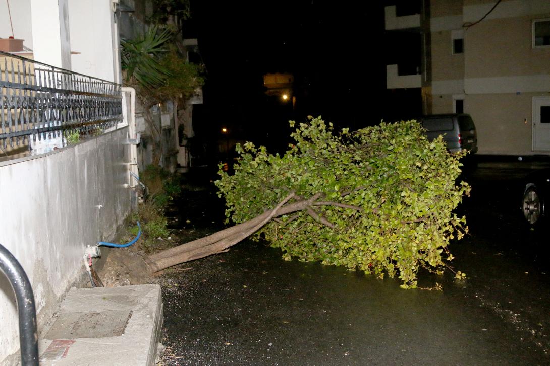 πτωση δεντρο.jpg