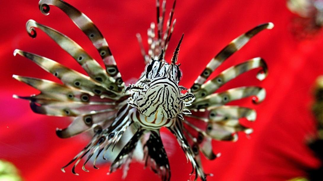 λιοντοροψαρο