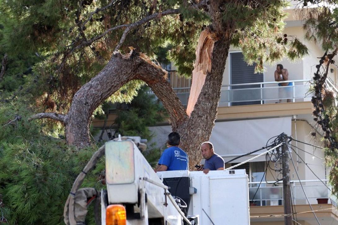 πεύκο λευθεραίου