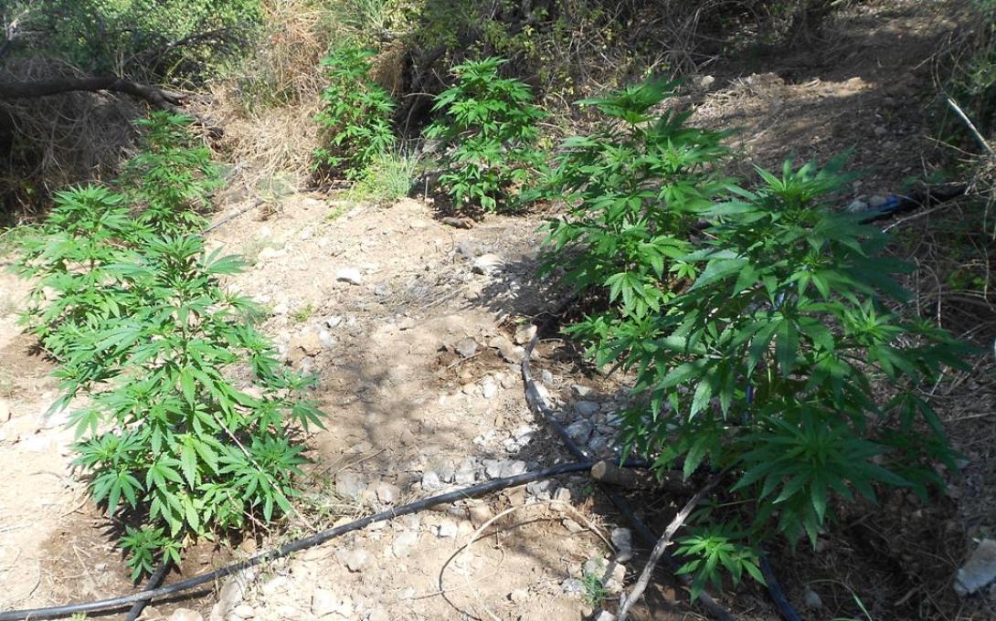 Οι φυτείες εντοπίστηκαν στο Δήμο Μαλεβιζίου.