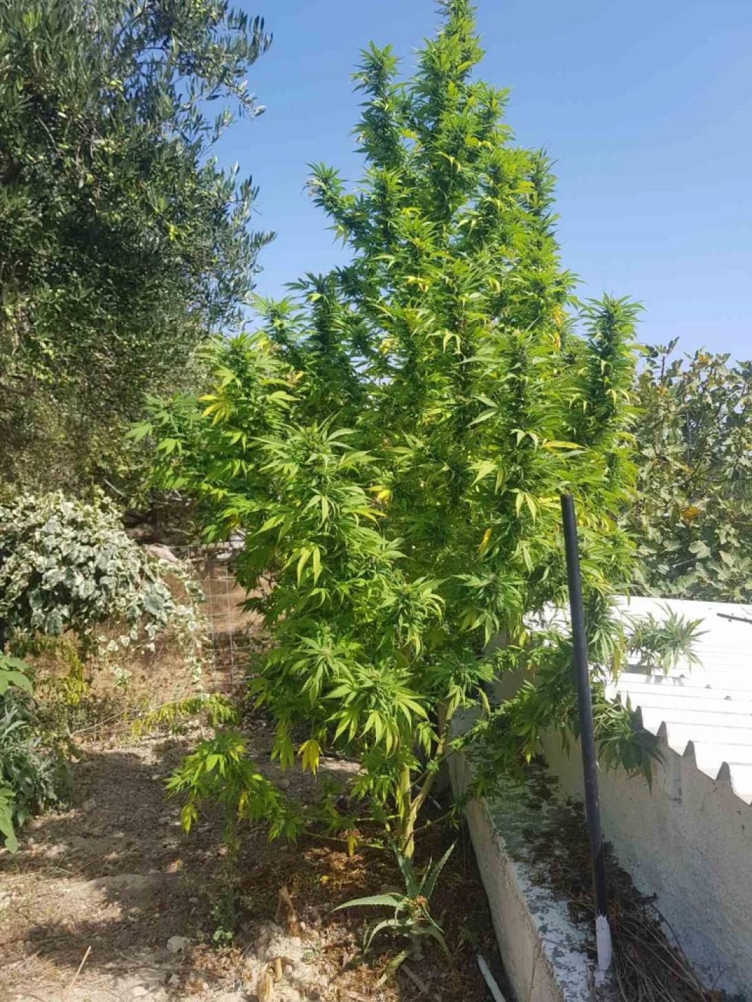 Τα δενδρύλλια κάνναβης που βρέθηκαν στο χωράφι του συλληφθέντα.