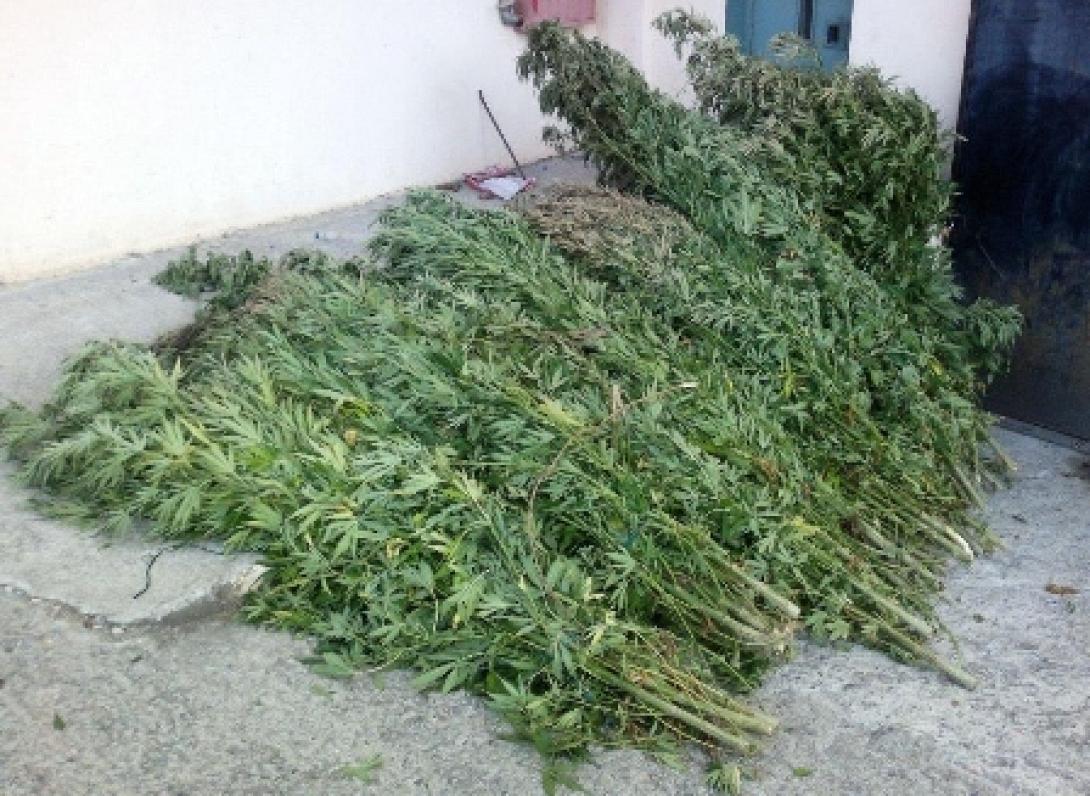 kanabi.jpg