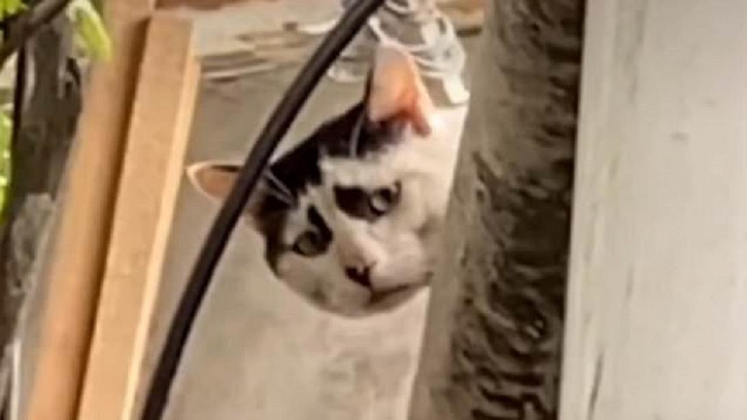 θλιμμένη γάτα