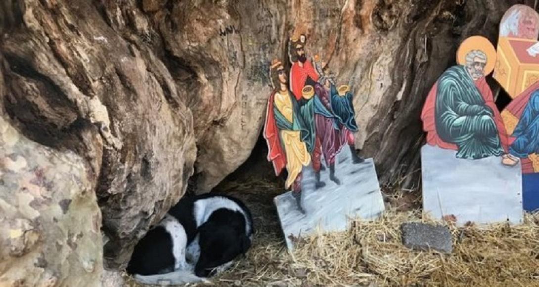 Αδέσποτος σκύλος βρήκε καταφύγιο στη φάτνη της πλατείας .jpg