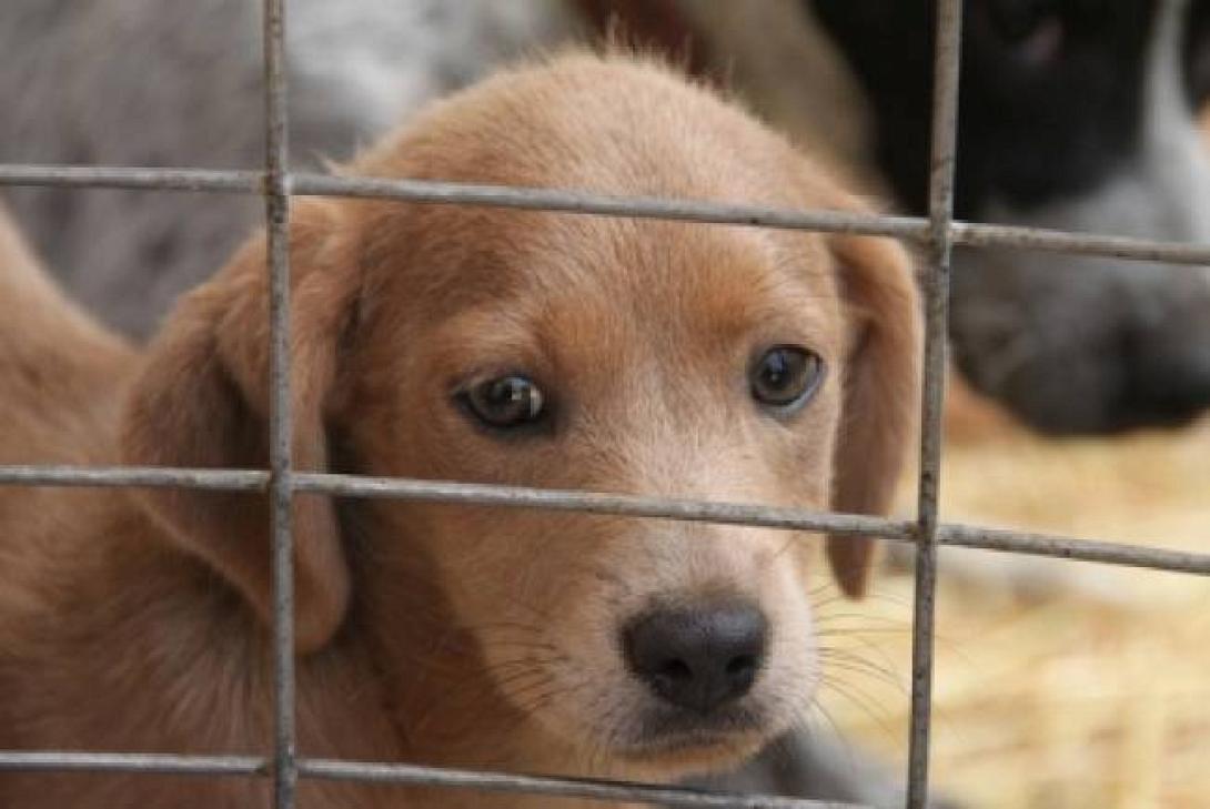 Από 100 έως 30.000 ευρώ τα πρόστιμα για τα κατοικίδια - στο ekriti ο νέος νόμος