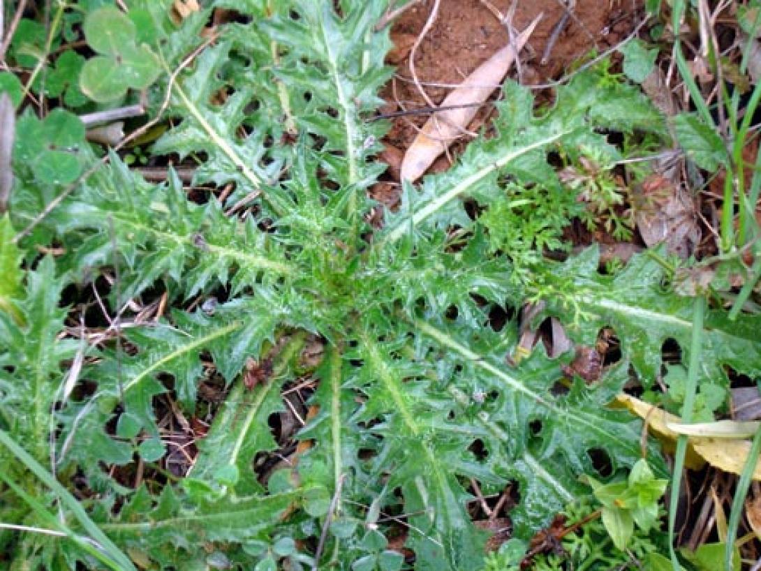 αγρια χόρτα